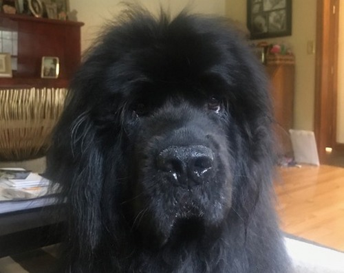 Post image for “Here, Matilda”: Owner seeking lost dog (Updated)