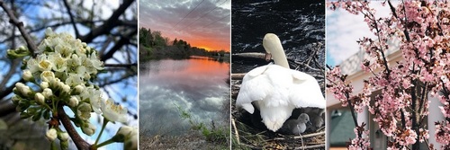 Post image for Photos: Spring scenes in Southborough