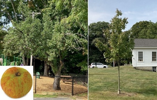 Post image for Historical Society looking for tree lovers: Apply to own a historic apple tree, sponsor new elms at the museum