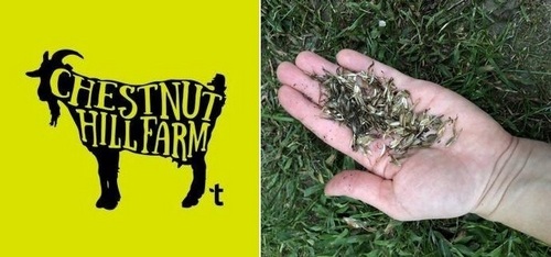 Post image for Free Seed Saving Workshop – October 24