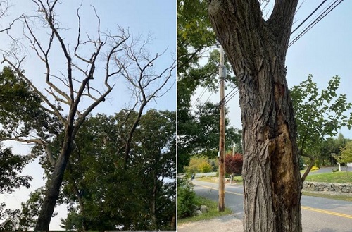 Post image for Hearings on 29 proposed Shade Tree removals: What’s on the chopping block (Updated)