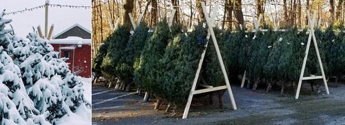 Post image for SFA’s Christmas tree sales start this Saturday