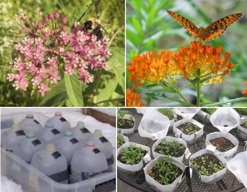 Post image for Register now for Winter Sow program to support Native Pollinator • Native Plant initiative (Updated)