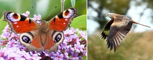 Post image for Seniors invited to learn about Wales’ butterflies and other Joys of Nature over zoom