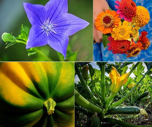 Post image for Library Seed Exchange 2021: Request form for curbside pickup is open now