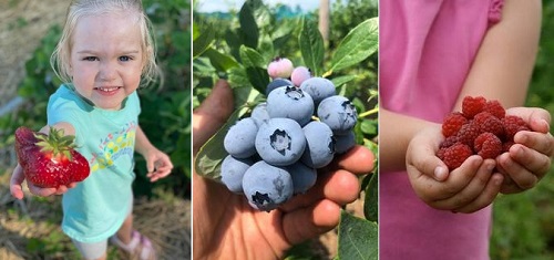 Post image for Where to pick fruit this summer