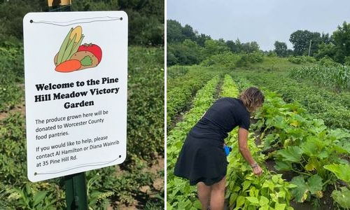 Post image for “Pine Hill Meadow Victory Garden” continues to give