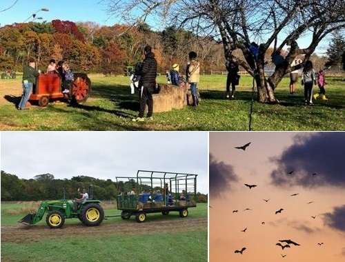 Post image for Chestnut Hill Farm’s Fall Fun on the Farm Sundays in October – and other fall events (Updated)