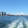 Boston Harbor Cruises