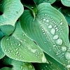 raindrops-201005-1