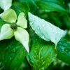 raindrops-201005-3