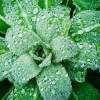 raindrops-201005-4