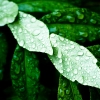 raindrops-201005-8