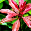 raindrops-201005-9