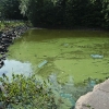 20100811-reservoir-algae-2