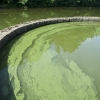 20100811-reservoir-algae-3