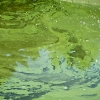 20100811-reservoir-algae-5