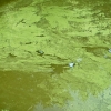 20100811-reservoir-algae-6