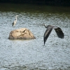 20100813-herons-on-reservoir-1