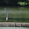 20100813-herons-on-reservoir-2