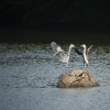 20100813-herons-on-reservoir-3