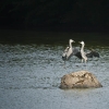 20100813-herons-on-reservoir-5