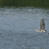 20100813-herons-on-reservoir-6