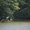 20100813-herons-on-reservoir-7