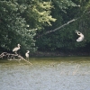 20100813-herons-on-reservoir-8