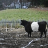 20101107-family-farm-day-breakneck-hill-9