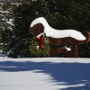 20110113-snow-around-town-5