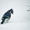 20110121a-birds-4