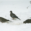 20110121b-birds-1