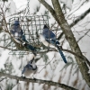 20110121d-birds-5