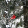 20110121e-birds-10