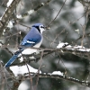 20110121e-birds-2