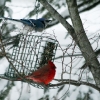 20110121e-birds-6