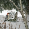 20110121e-birds-8