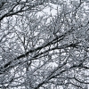 20110209-snowy-trees-1