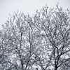 20110209-snowy-trees-2