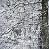 20110209-snowy-trees-4