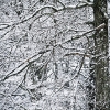 20110209-snowy-trees-4