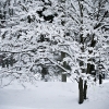 20110209-snowy-trees-5
