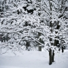 20110209-snowy-trees-5
