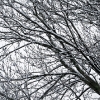 20110209-snowy-trees-6