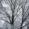 20110209-snowy-trees-7
