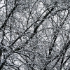 20110209-snowy-trees-8