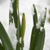 20110401-april-snow-2