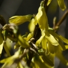 20110415-spring-springing-2