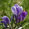 20110415-spring-springing-7
